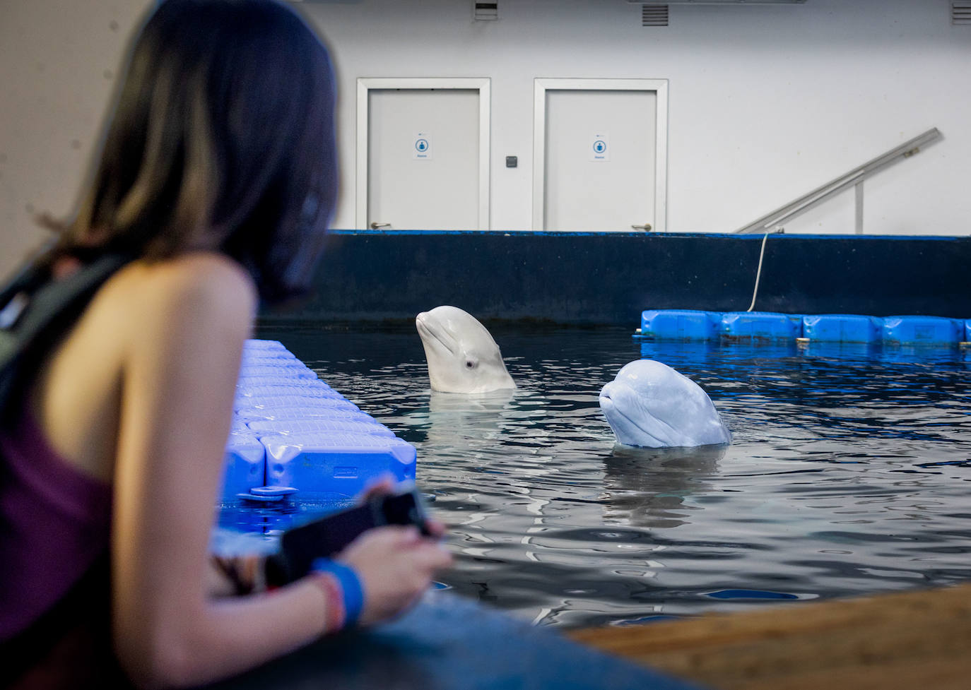 Las belugas ucranianas se quedan en el Oceanogràfic