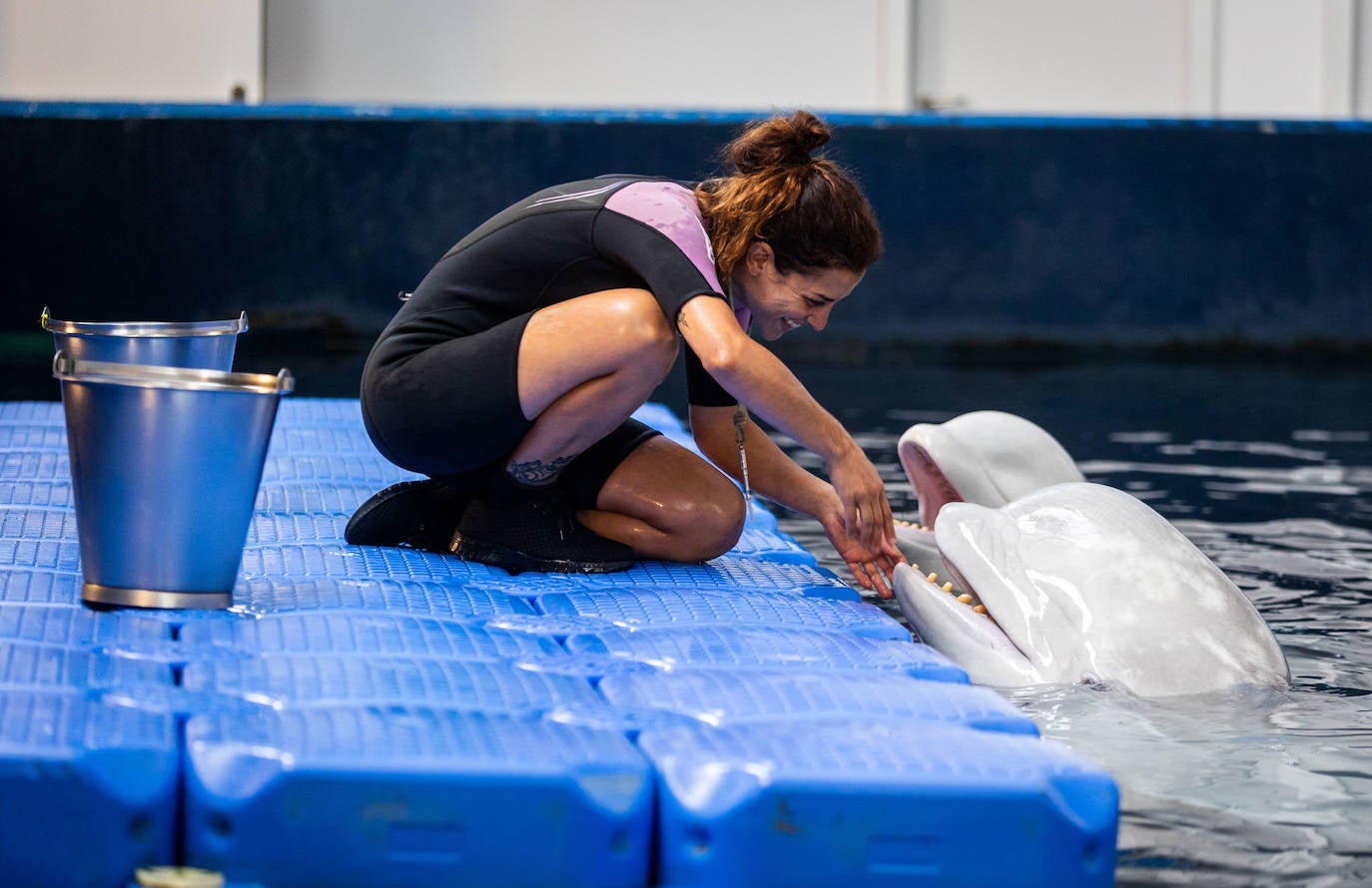 Las belugas ucranianas se quedan en el Oceanogràfic