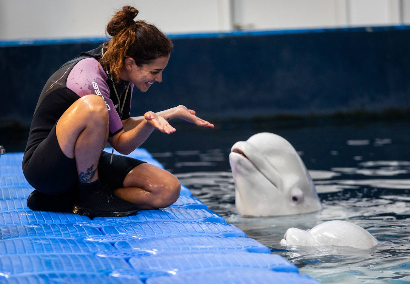 Las belugas ucranianas se quedan en el Oceanogràfic