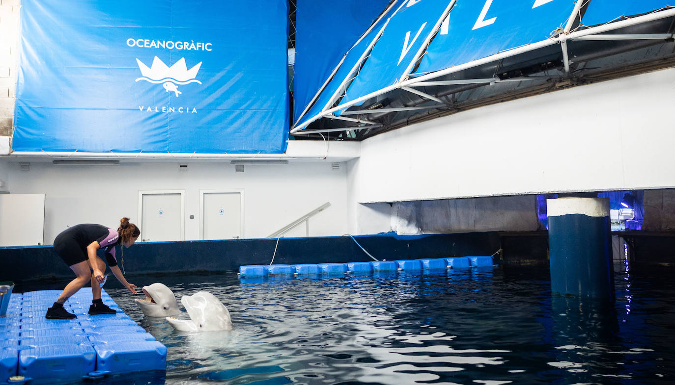 Las belugas ucranianas se quedan en el Oceanogràfic