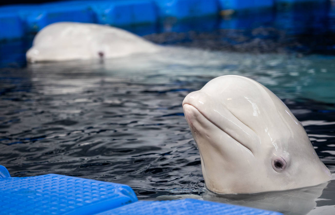 Imagen principal - Las belugas ucranianas se vuelven bilingües en el Oceanogràfic de Valencia