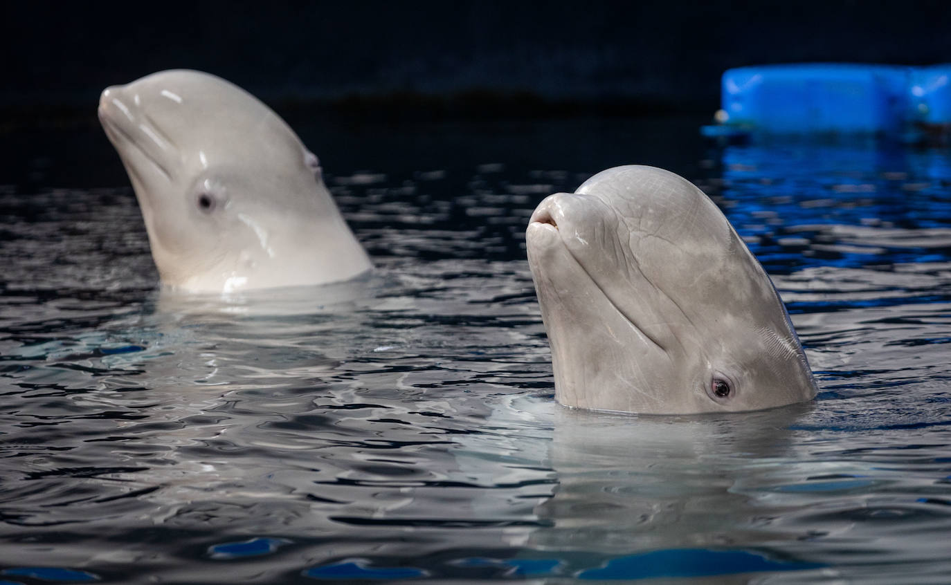 Las belugas ucranianas se quedan en el Oceanogràfic