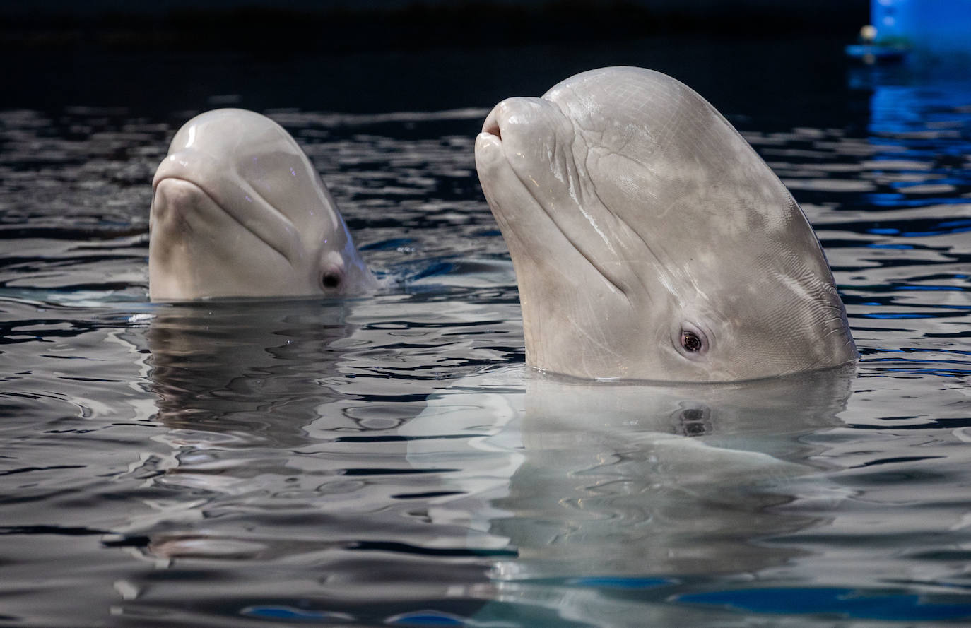 Las belugas ucranianas se quedan en el Oceanogràfic