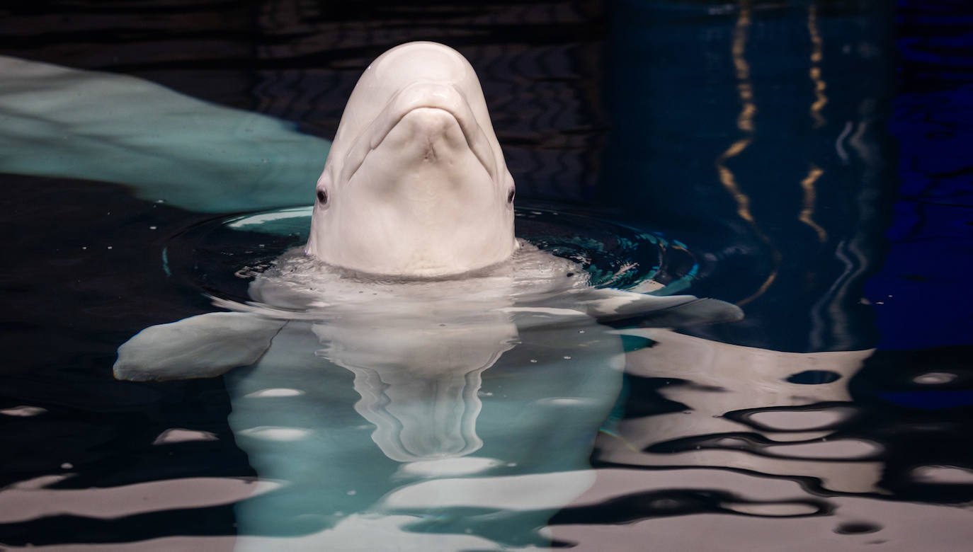 Las belugas ucranianas se quedan en el Oceanogràfic