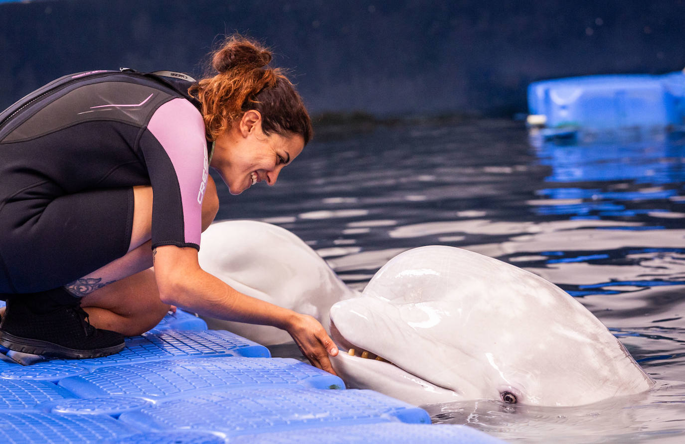 Las belugas ucranianas se quedan en el Oceanogràfic