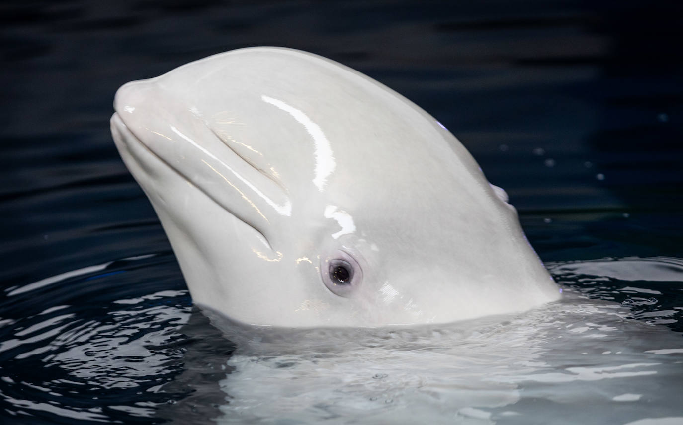 Las belugas ucranianas se quedan en el Oceanogràfic