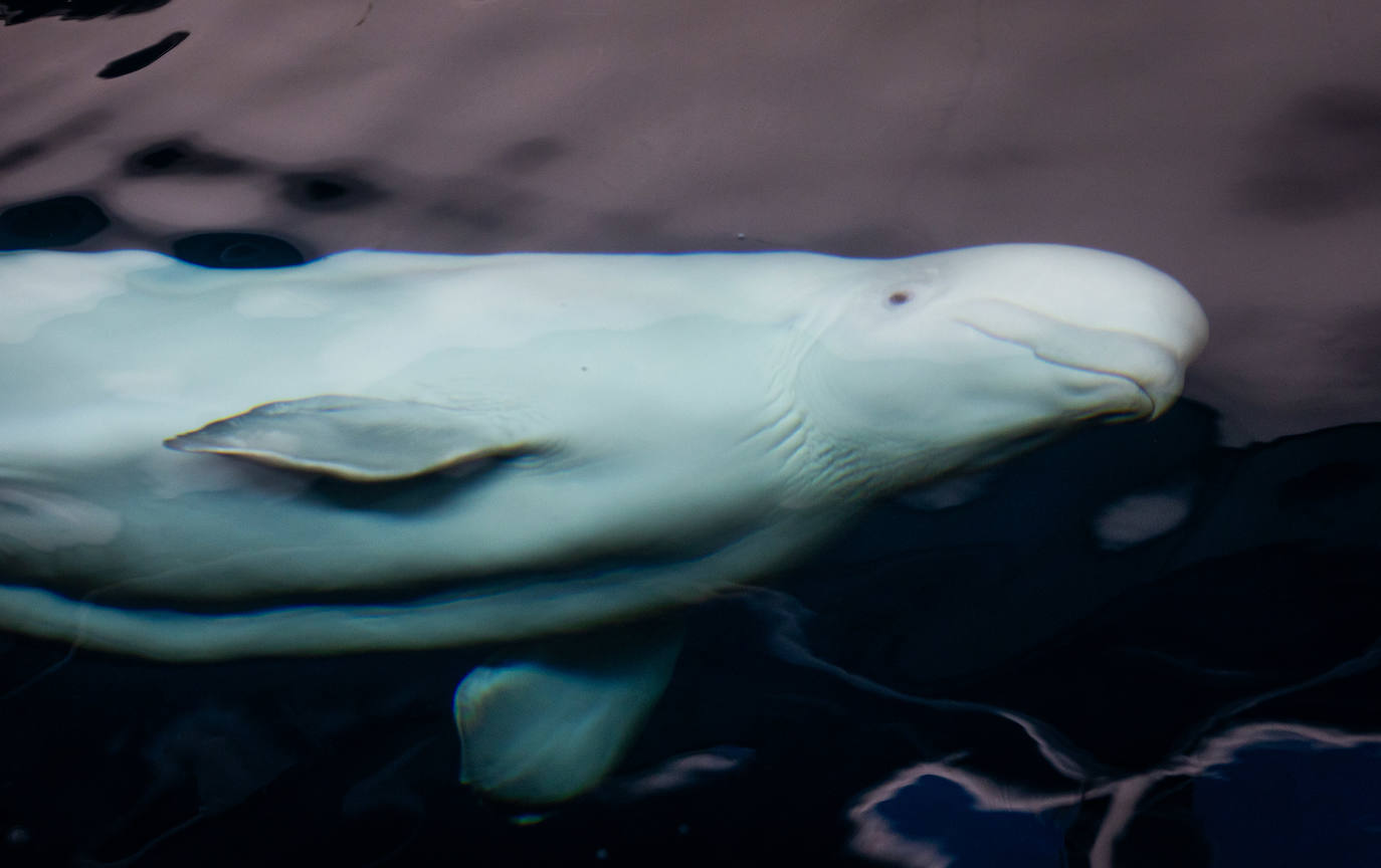 Las belugas ucranianas se quedan en el Oceanogràfic