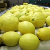 Mercadona desvela el origen de sus limones durante el verano