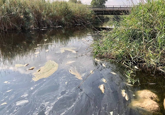 Los peces muertos cerca de la desembocadura del río.