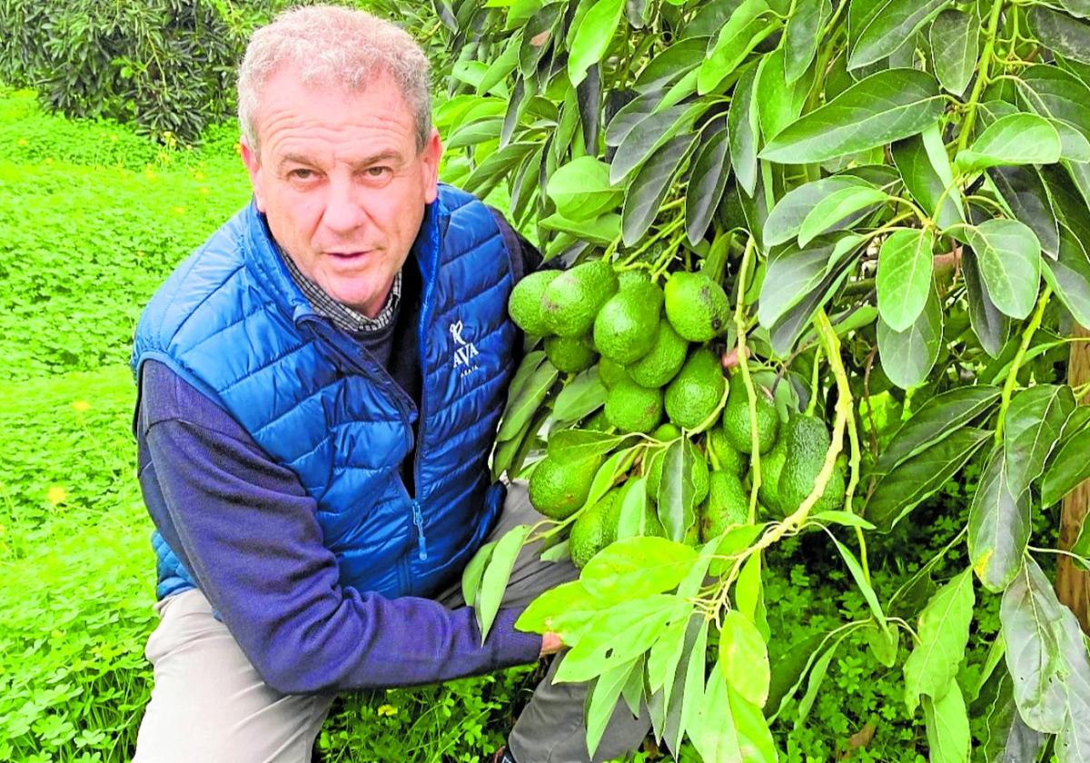 Productividad.Celestino Recatalá muestra un gran ramo de aguacates en un campo suyo en Benifairó de les Valls.