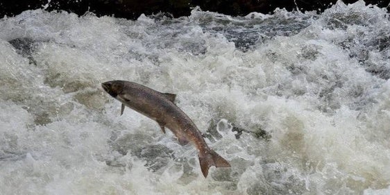 Pesca reccreativa de salmón.