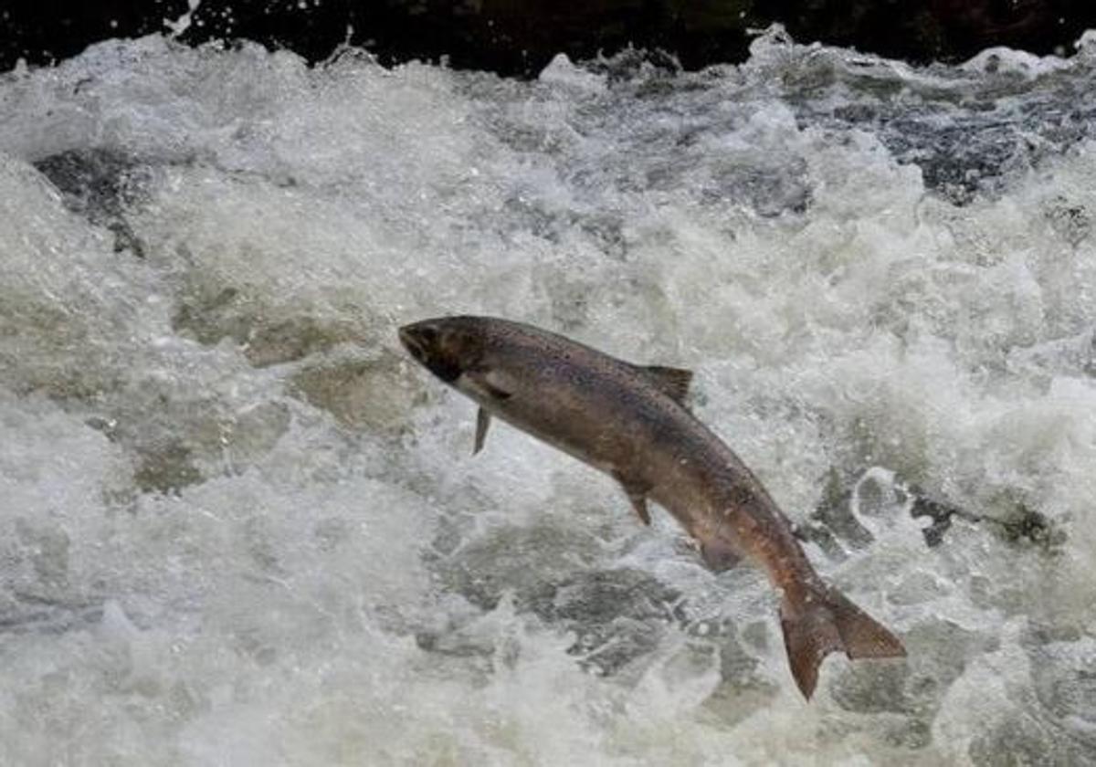 Pesca reccreativa de salmón.