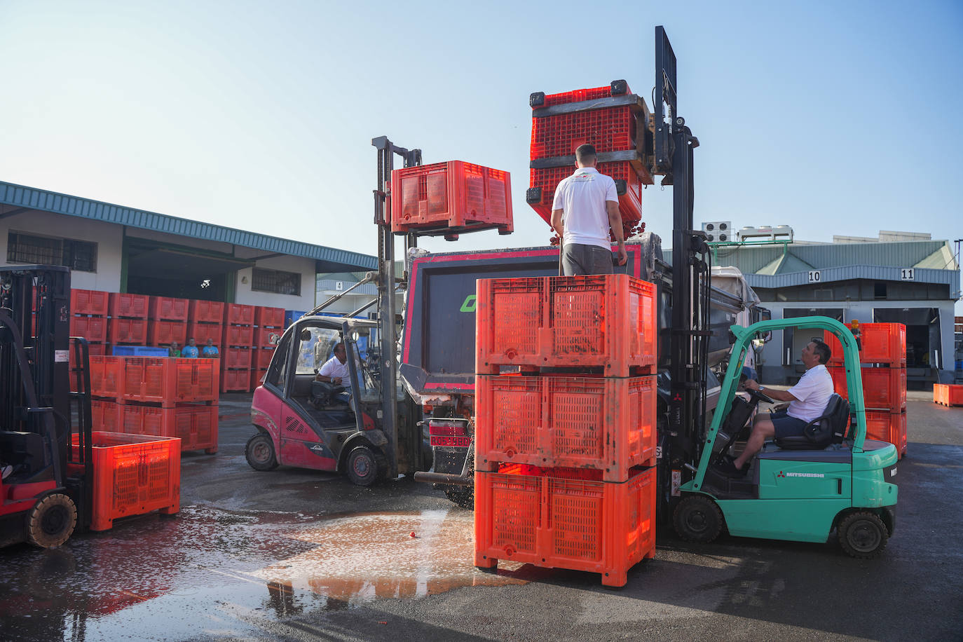 FOTOS | Cargan camiones con 150.000 kilos de tomates para la Tomatina de Buñol 2024