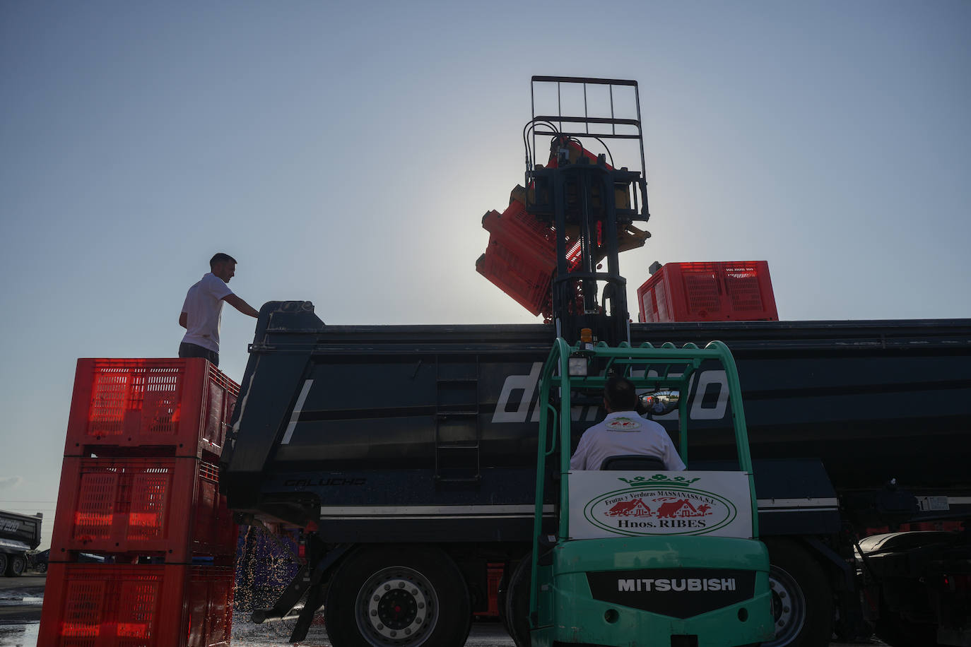 FOTOS | Cargan camiones con 150.000 kilos de tomates para la Tomatina de Buñol 2024