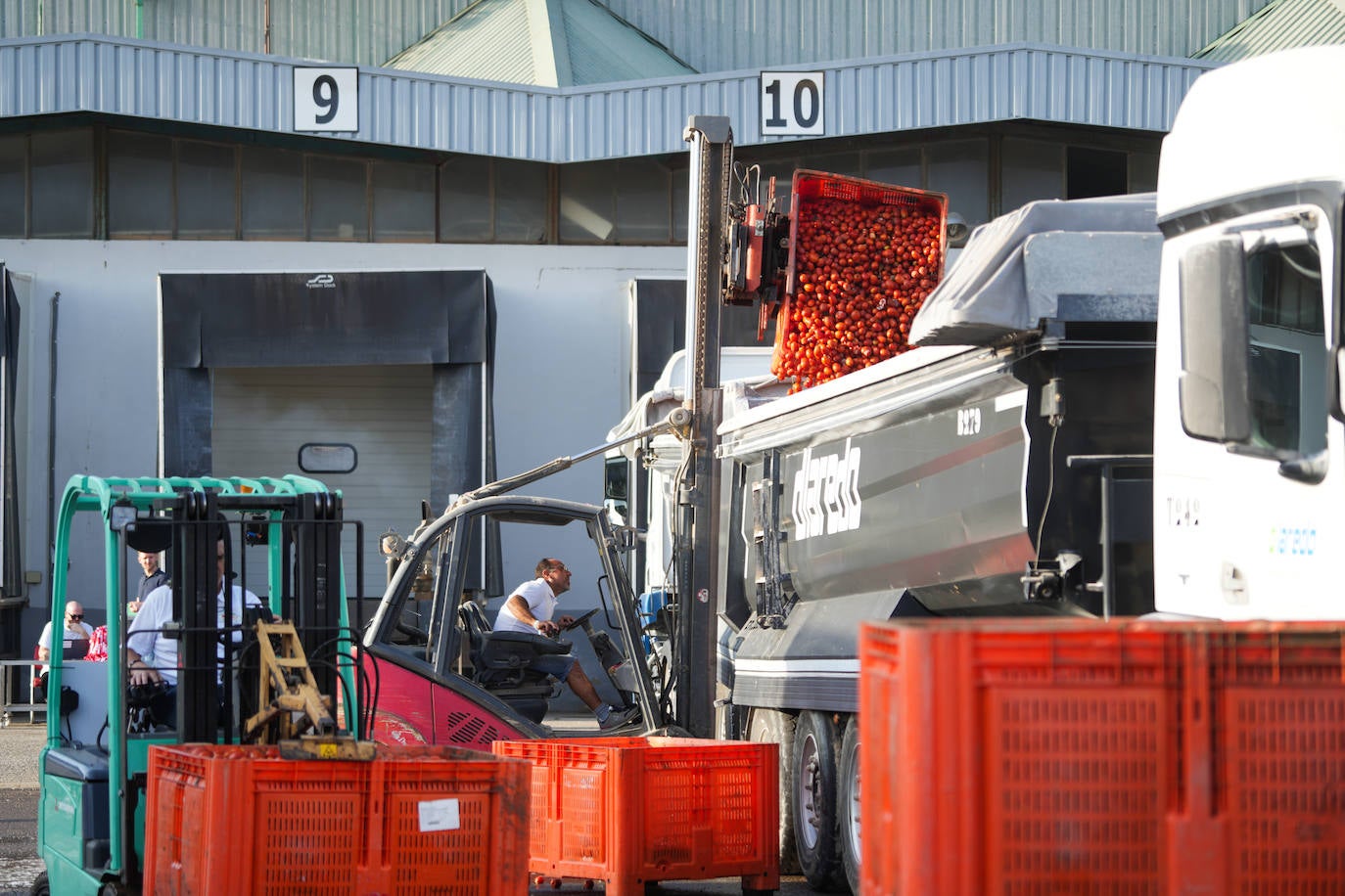 FOTOS | Cargan camiones con 150.000 kilos de tomates para la Tomatina de Buñol 2024