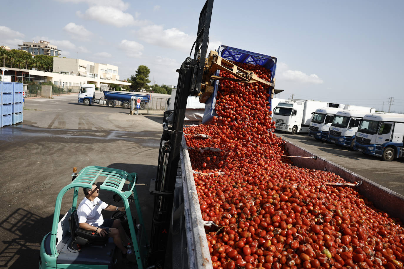 FOTOS | Cargan camiones con 150.000 kilos de tomates para la Tomatina de Buñol 2024