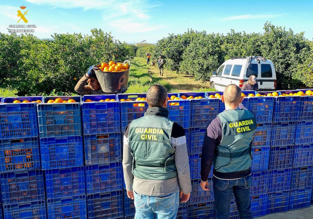 La Guardia Civil recupera 33.000 kilos de naranjas robadas en la Safor 