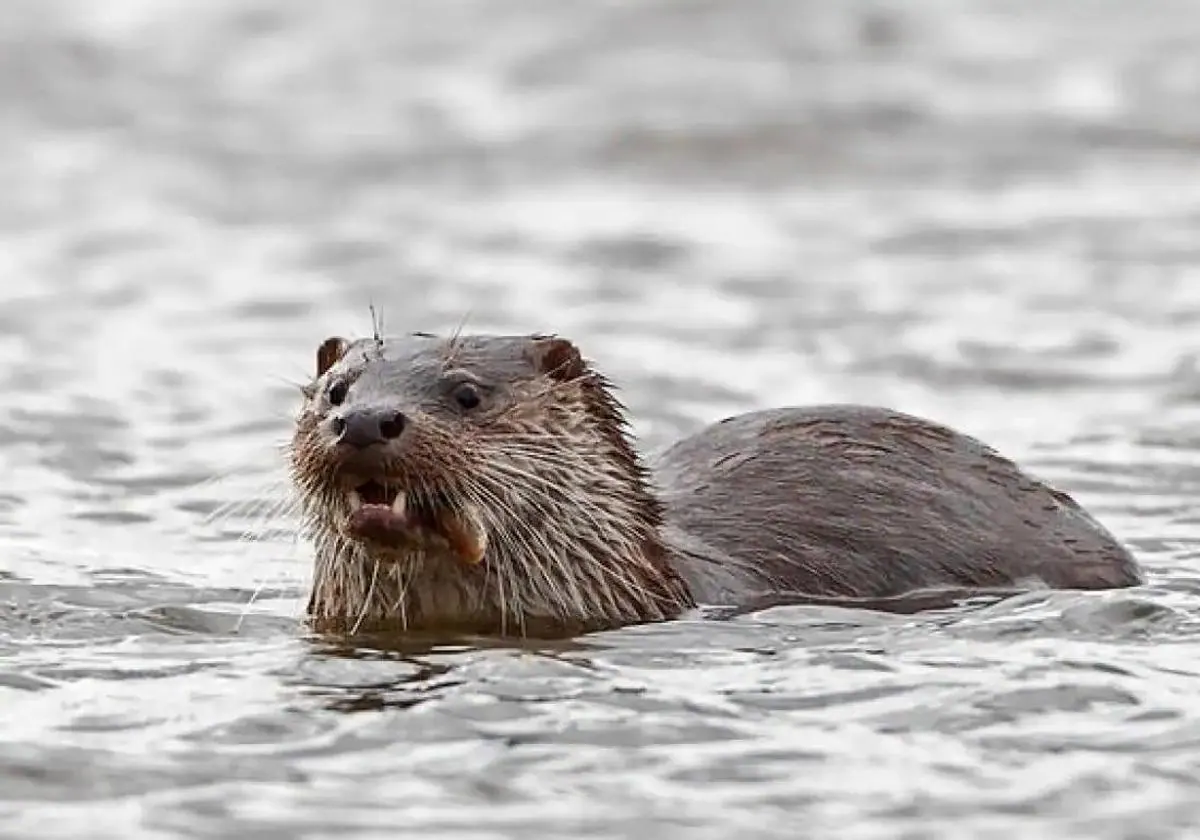 Detectadas nuevas nutrias a orillas del mar en el Paisaje Protegido de la Desembocadura del río Mijares 