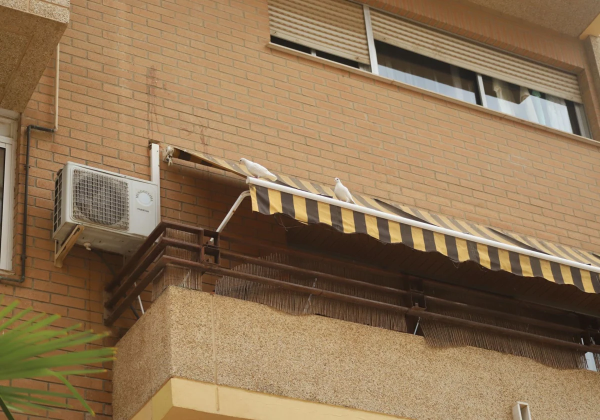 Valencia activa un nuevo plan para reducir la presencia de palomas y estorninos 