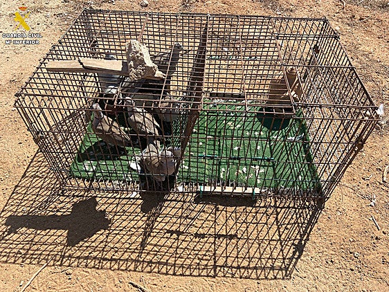 Los cuatro ejemplares recuperados por la Benemérita.