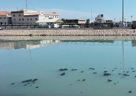 El tramo final del Turia, un vertedero: la asociación de vecinos vuelve a denunciar su estado tras nuevos vertidos