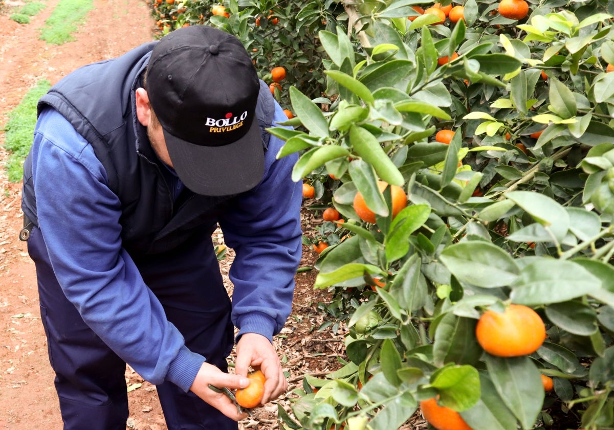 Imagen principal - El discreto gigante del sector frutícola de la Comunitat