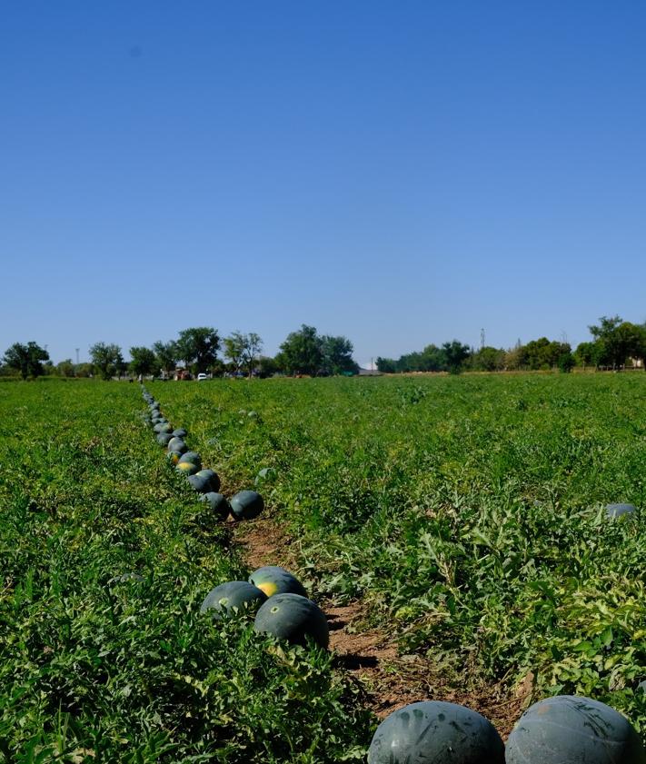 Imagen secundaria 2 - El discreto gigante del sector frutícola de la Comunitat