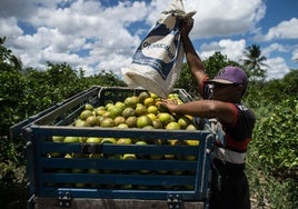 Trabajadores brasileños descargan naranja.