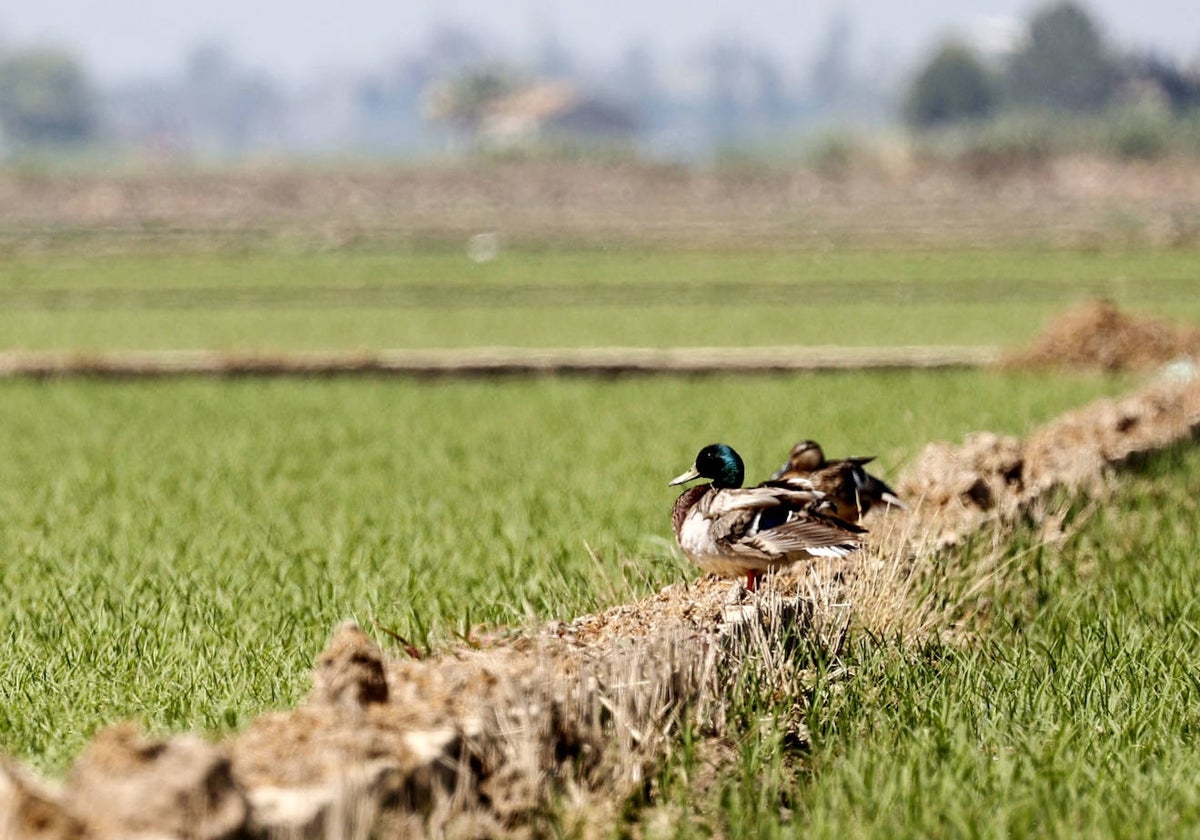 Aves en el parque natural de la Albufera.