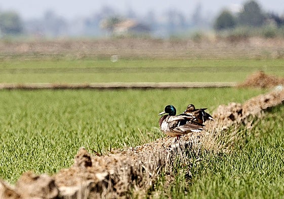 Aves en el parque natural de la Albufera.