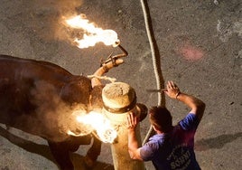 Bou embolat en Carpesa.