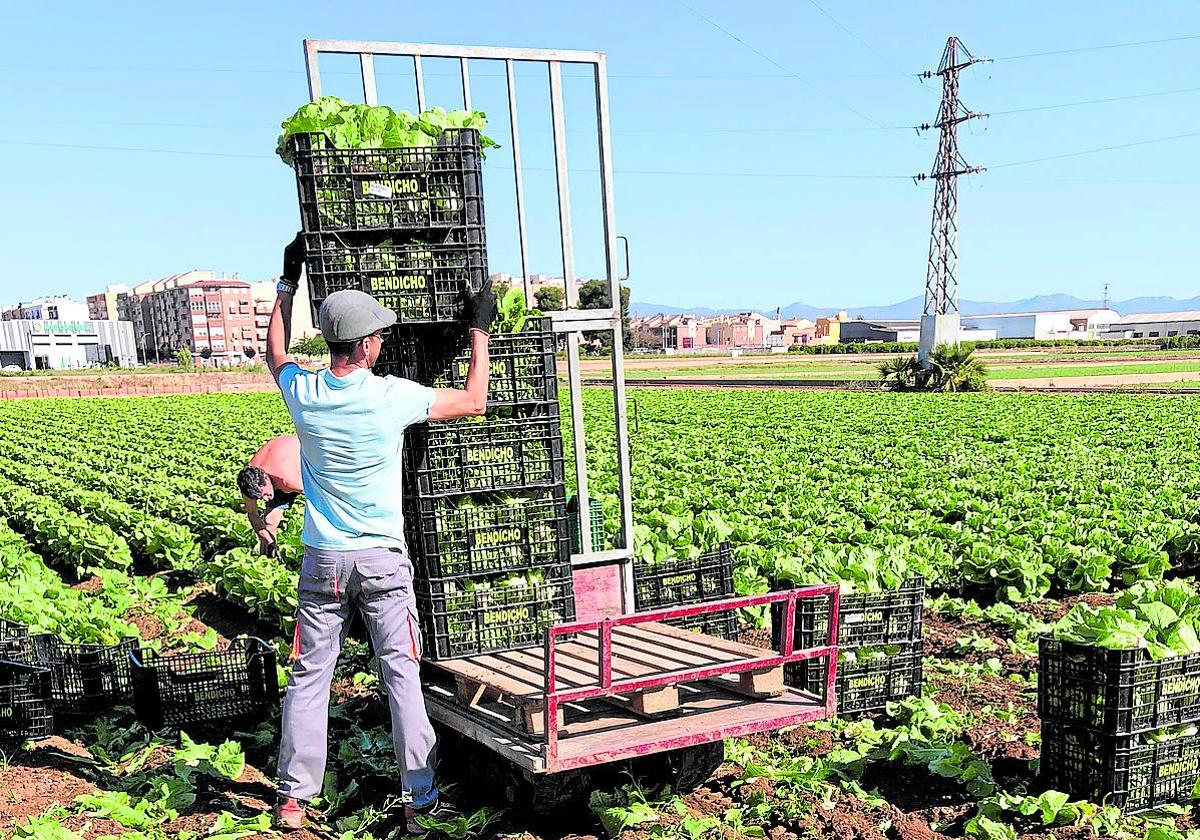 El campo se queda sin trabajadores