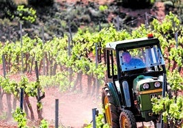 Los cultivos de viña y cereal en Utiel-Requena, gravemente amenazados por la sequía.