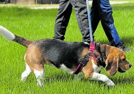 Perro de la raza Beagle.