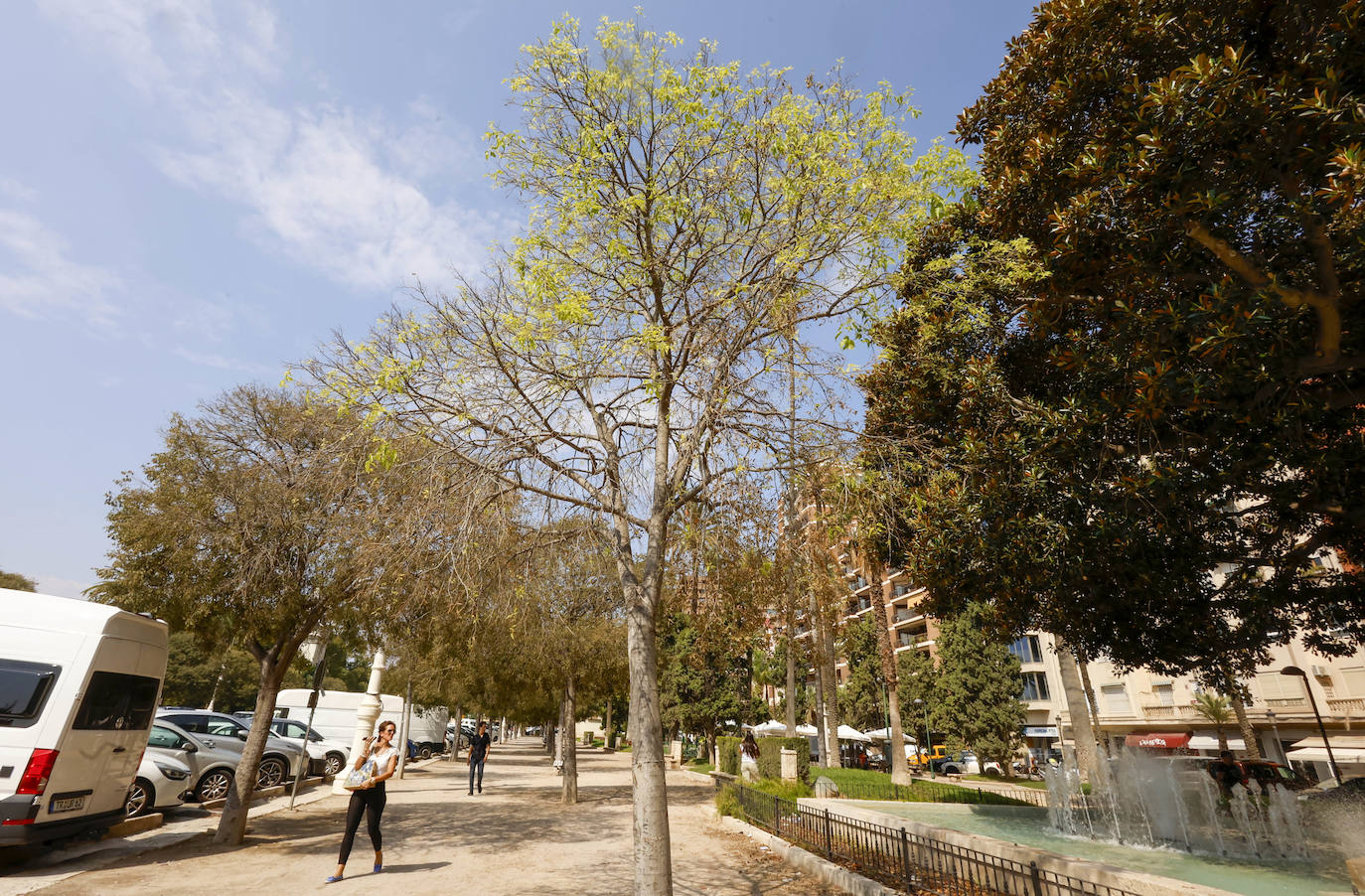 La falta de riego afecta a la mortalidad de los árboles en la Alameda