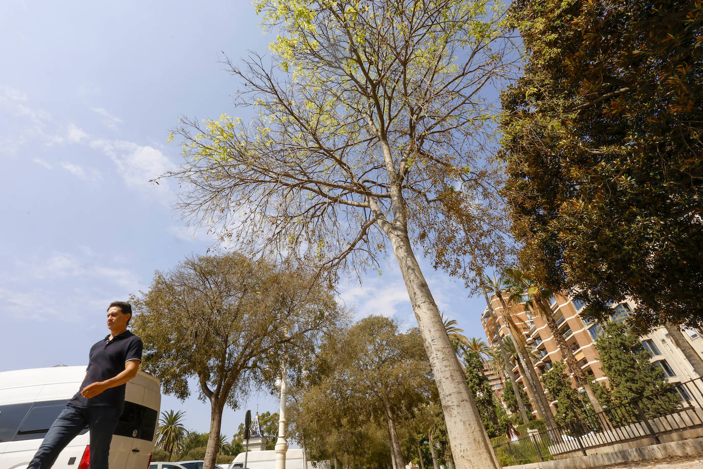 La falta de riego afecta a la mortalidad de los árboles en la Alameda