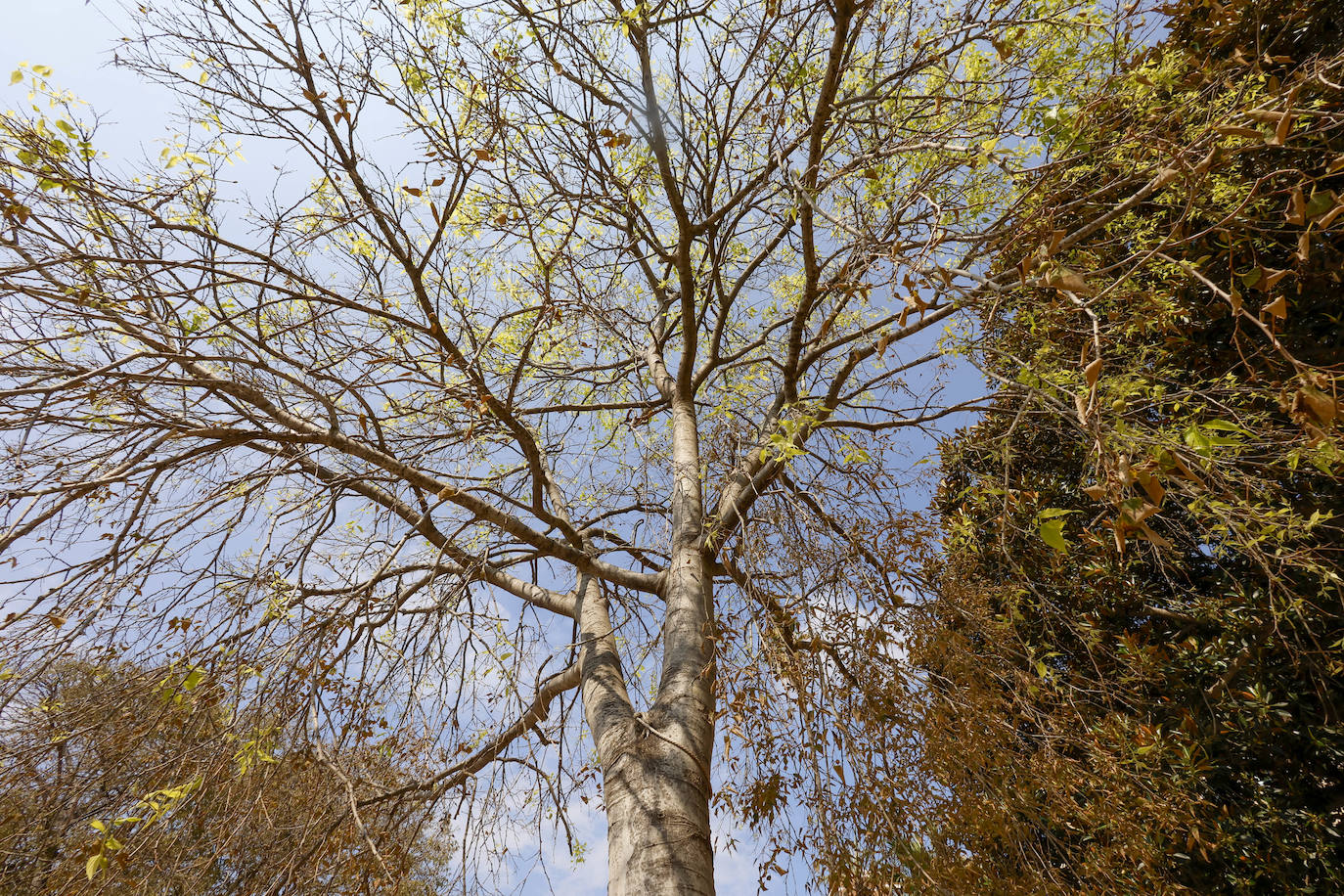 La falta de riego afecta a la mortalidad de los árboles en la Alameda