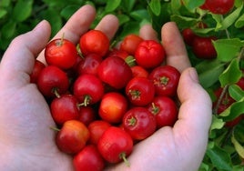 Acerola en una imagen de archivo.