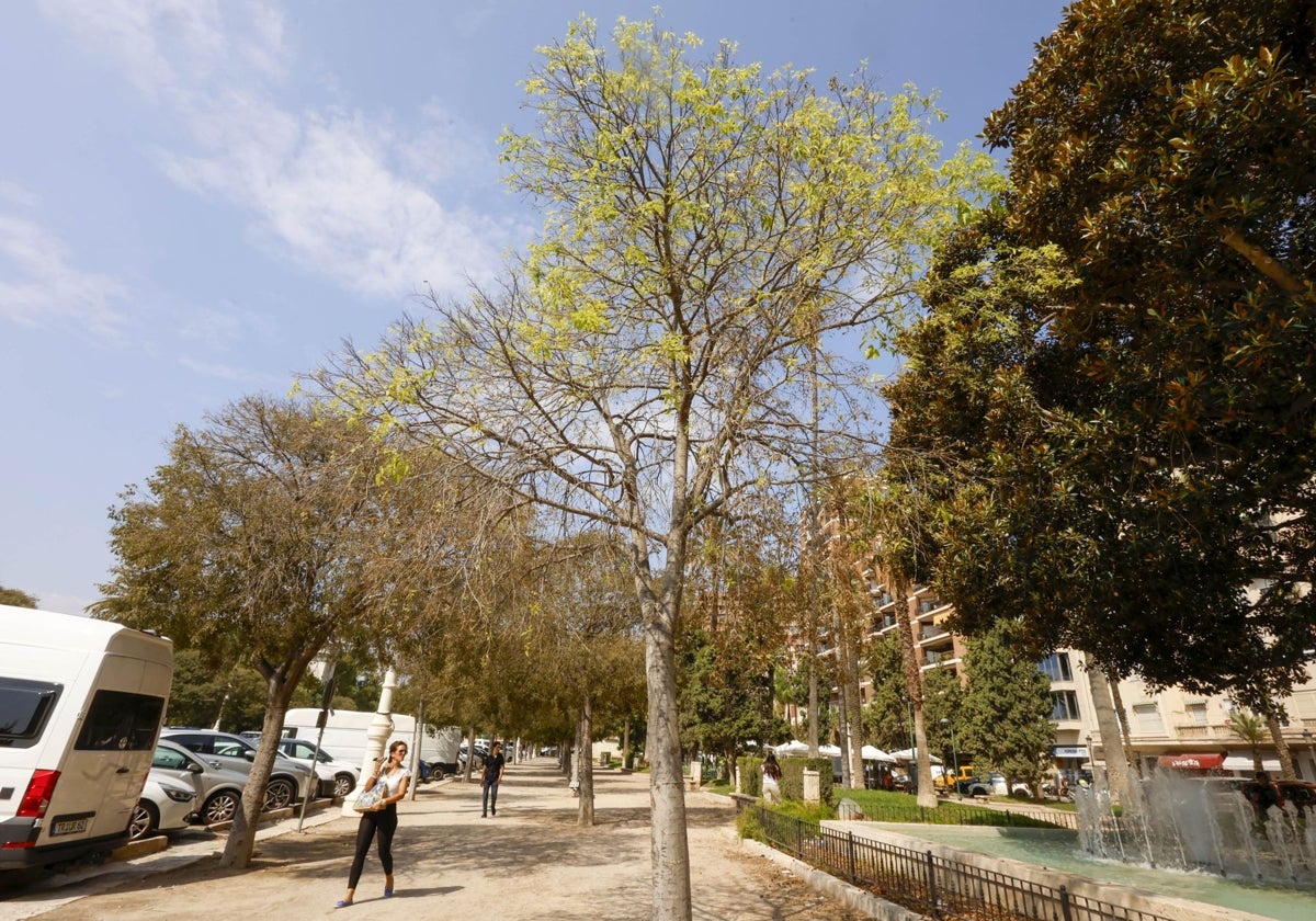 Un informe de la Politècnica atribuye a una enfermedad la mortandad de árboles en la Alameda 