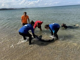 Los equipos de rescate durante la reintroducción de la tintorera que apareció en Dénia.