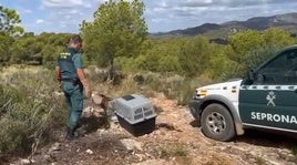 Momento en el que los agentes del SEPRONA devuelven al buitre a su hábitat natural.