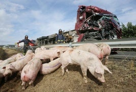 Un accidente de un camión cargado de cerdos, en una imagen de archivo.