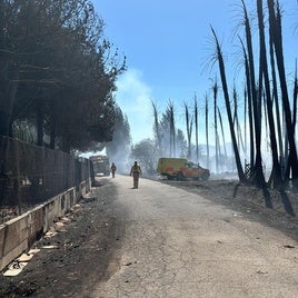 La zona en la que se ha incendiado el palmeral.