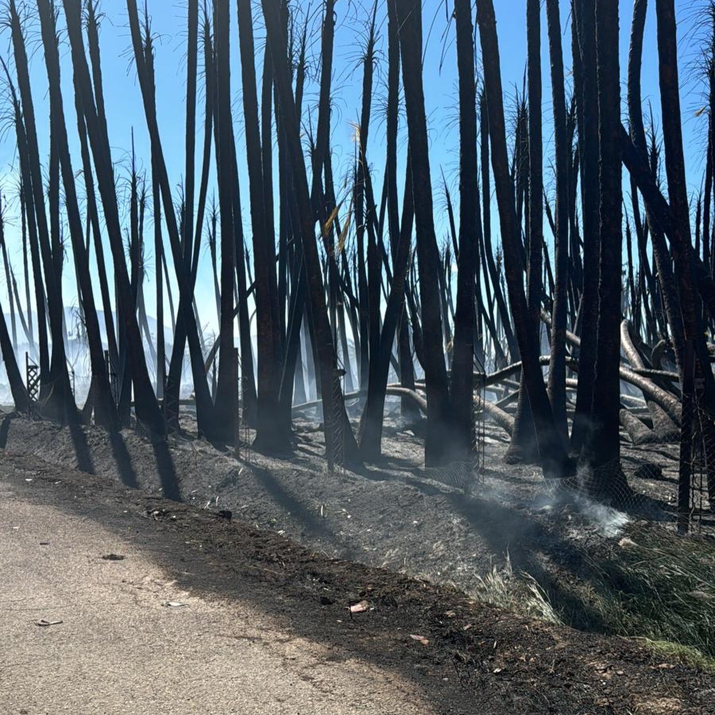 Palmeral que ardió en Sueca.