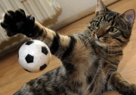 Un gato jugando con una pelota en casa.