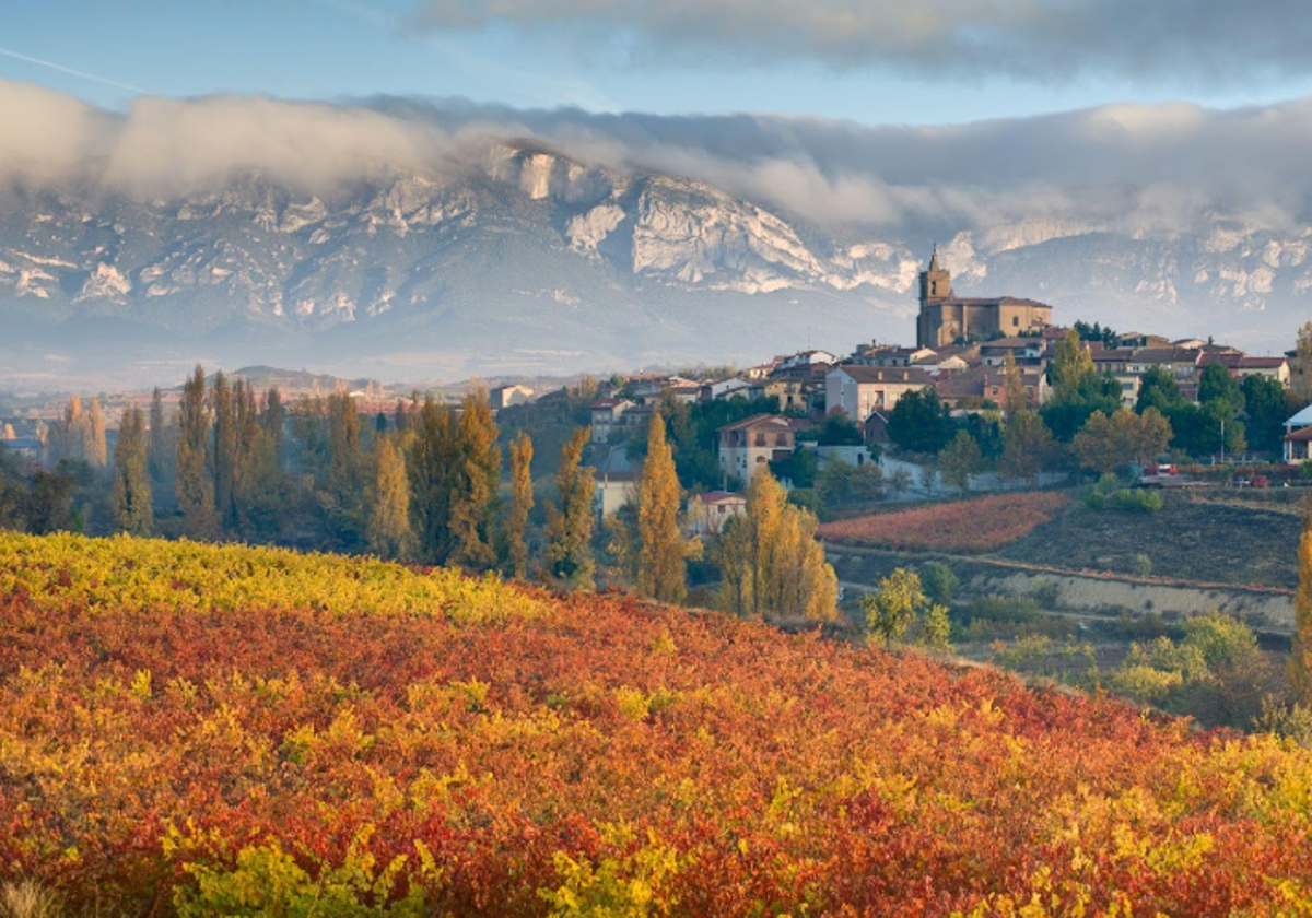 Viñedos en Rioja Alavesa