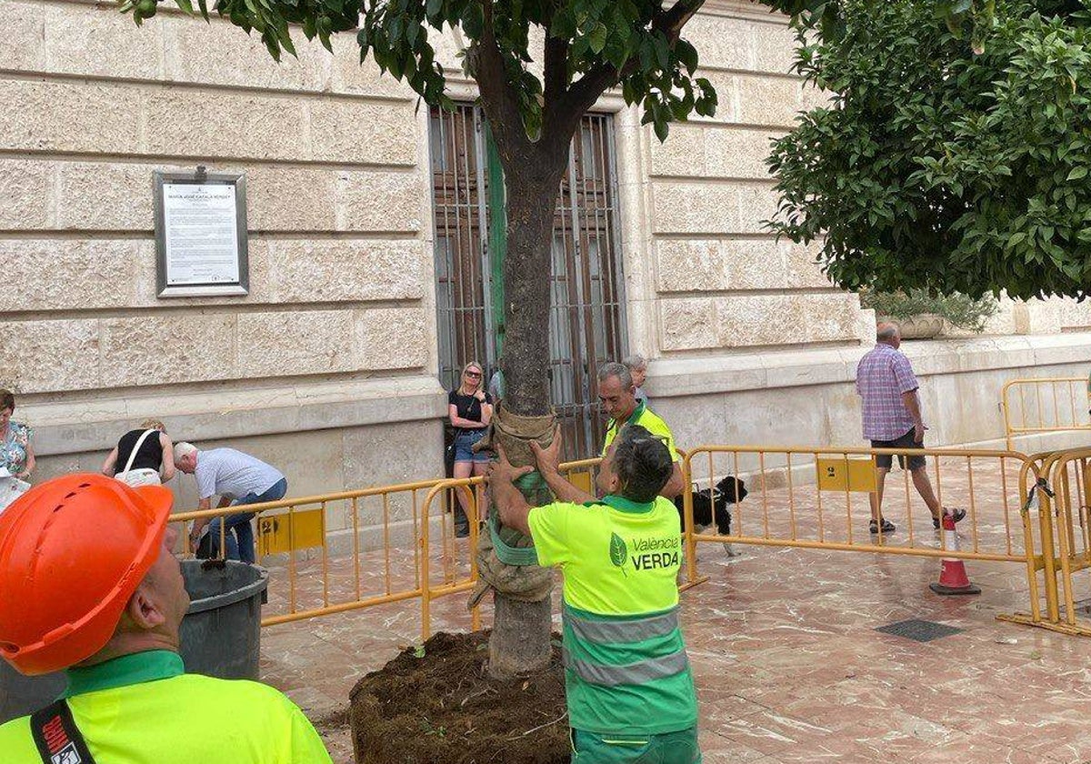 Operarios de Valencia Verda durante el traslado del ejemplar.