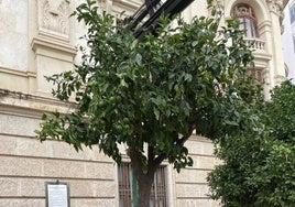 Operarios de Valencia Verda durante el traslado del ejemplar.