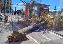 El árbol derribado en Valencia este jueves.