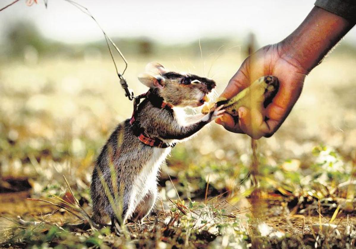 Una rata africana, en una imagen de archivo.